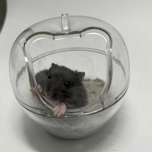 Sabbiera piccoli roditori